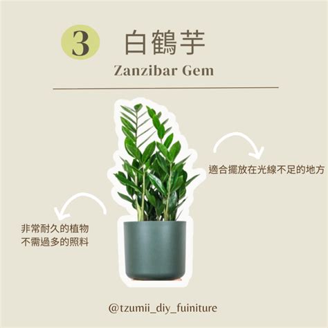 不怕西曬 植物|西曬植物推薦指南：打造室內綠意的避暑祕方 